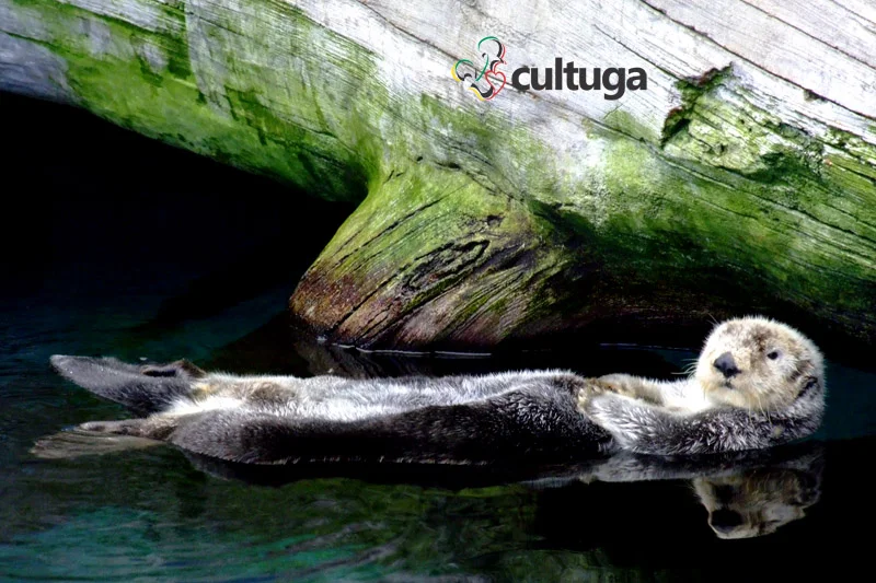 Foto: Priscila Roque/ Cultuga