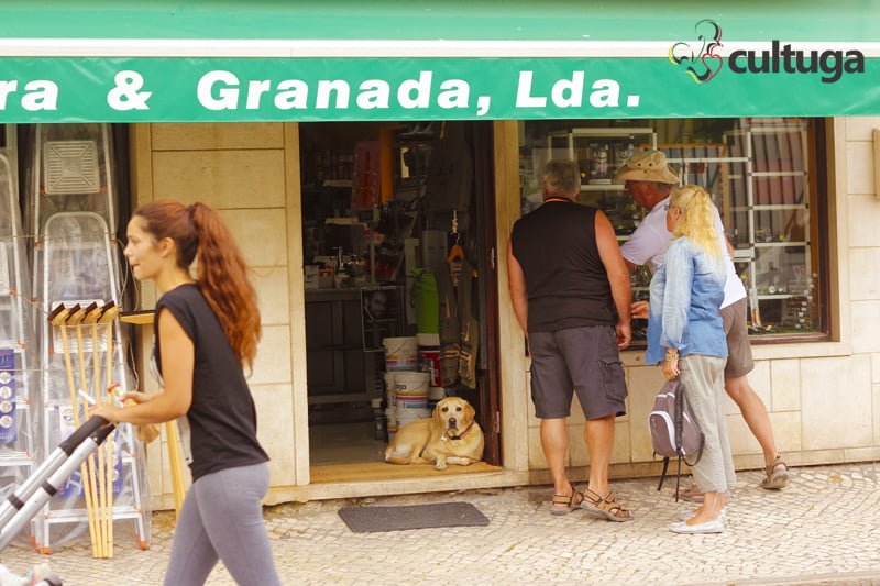 cachorro_nazare_portugal_cultuga_3