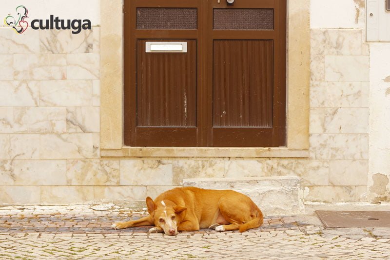 cachorro_nazare_portugal_cultuga_5