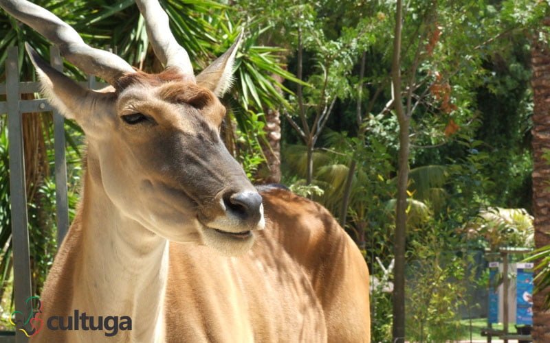 zoológico de lisboa portugal