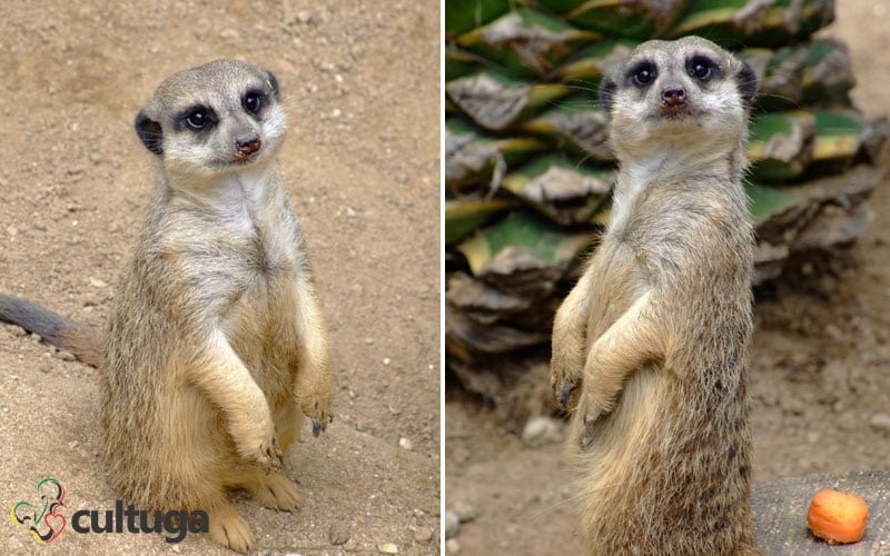 zoológico de lisboa portugal cultuga