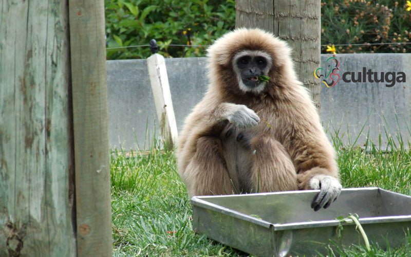 zoológico de lisboa portugal