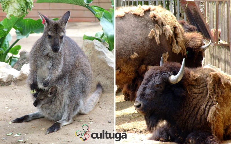zoológico de lisboa portugal