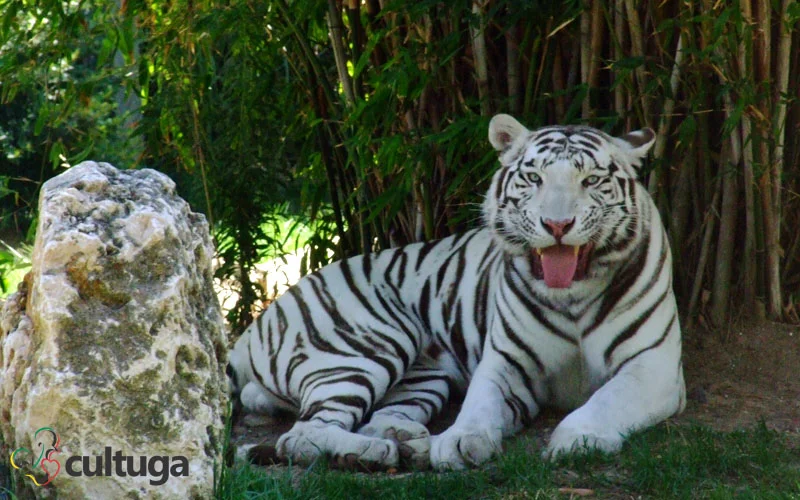 zoológico de lisboa portugal cultuga
