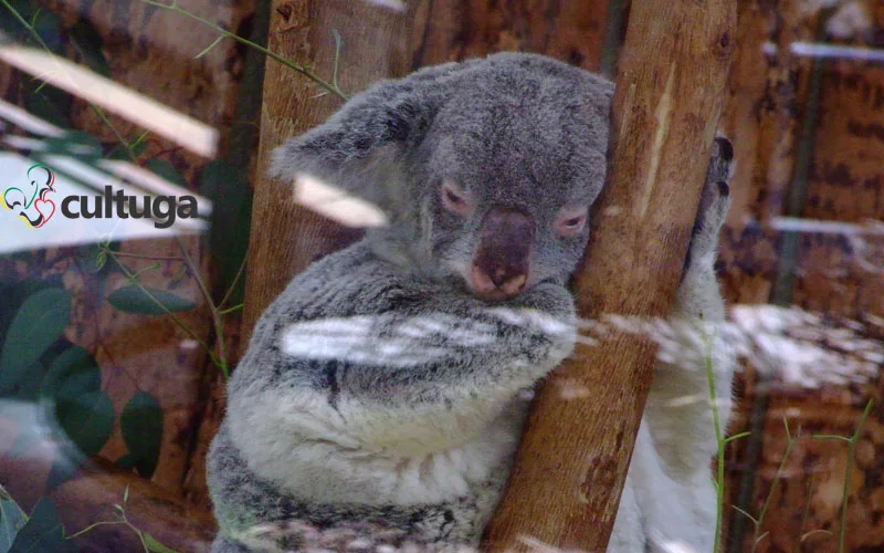 zoológico de lisboa portugal cultuga