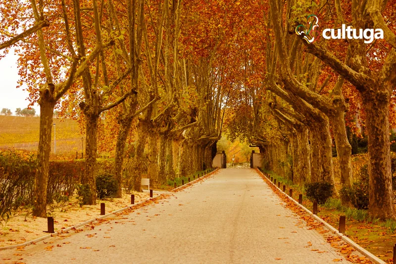 lugares_romanticos_em_portugal_lua_de_mel_bodas_vale_do_douro_quinta_da_pacheca