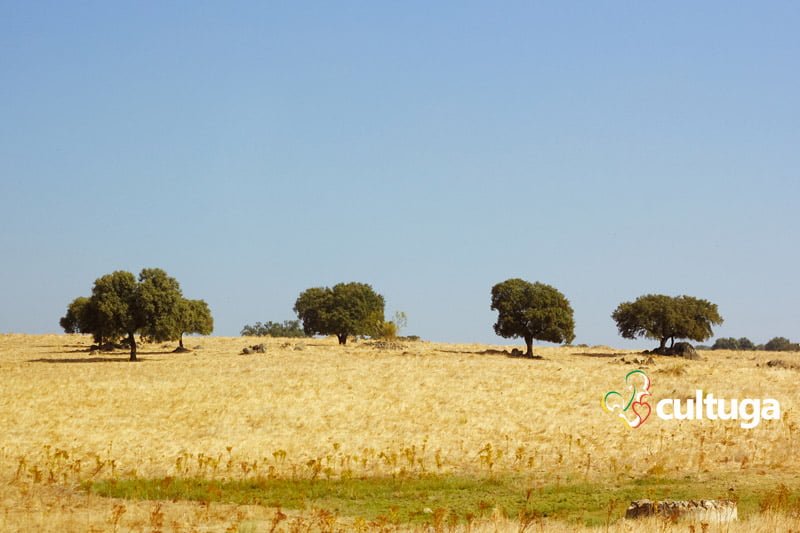 Campos alentejanos a caminho de Castelo de Vide - Portugal