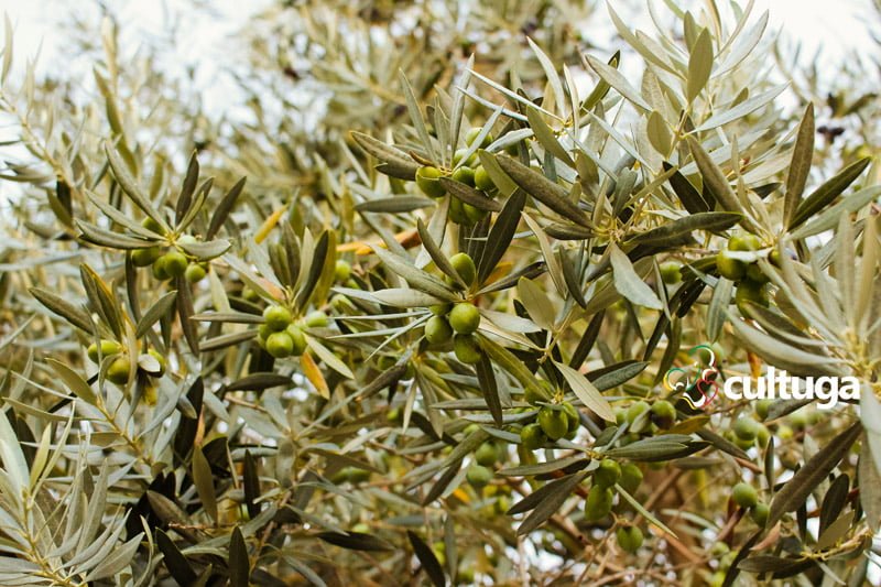 Oliveira em Castelo de Vide, Alentejo - Portugal