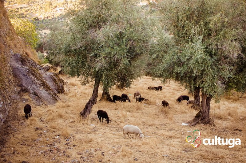 Castelo de Vide: a Sintra do Alentejo - Portugal
