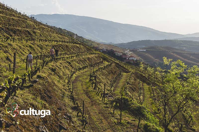 Vinhas da Casa do Romezal - Portugal