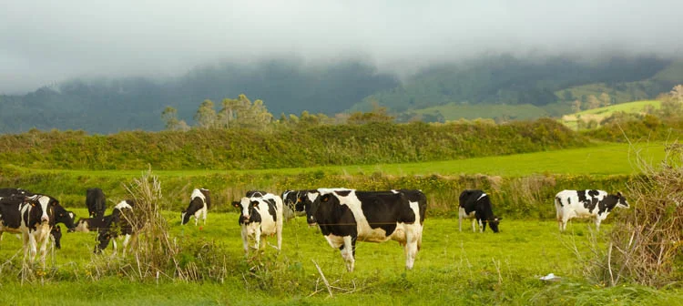 Como é o clima e o que levar na mala para os Açores? clima e temperatura nos açores: como fazer a mala