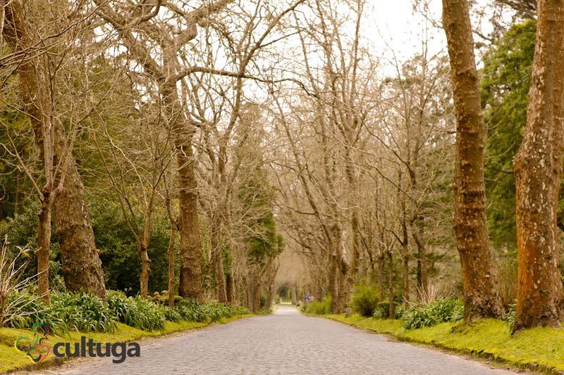 Dirigir nas estradas da Ilha de São Miguel, nos Açores - Portugal