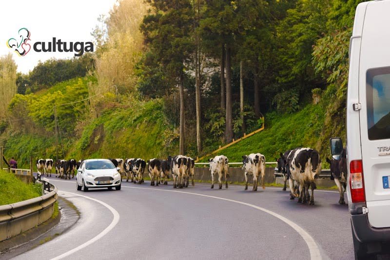 Vacas nas estradas da Ilha de São Miguel, nos Açores - Portugal