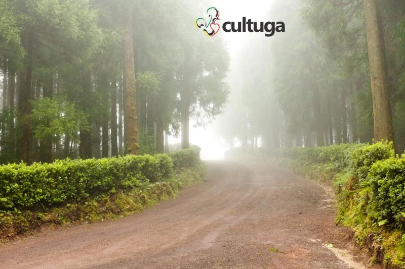 Dirigir nas estradas da Ilha de São Miguel, nos Açores - Portugal
