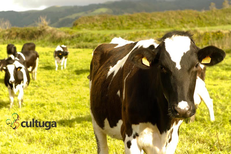 Vacas nas estradas da Ilha de São Miguel, nos Açores, Portugal