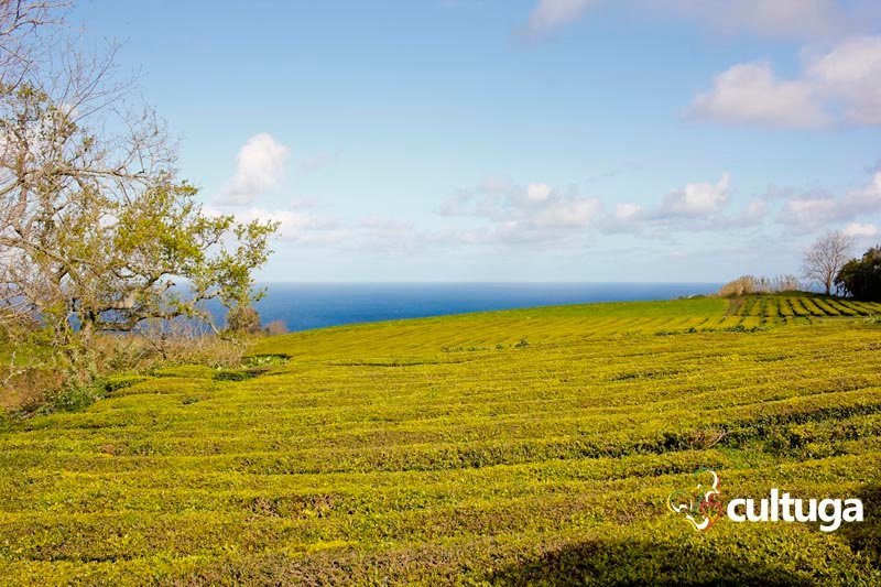 Plantações de chá na Ilha de São Miguel, Açores - Portugal