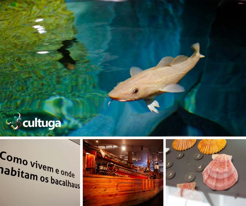 Roteiro Aveiro Portugal: Museu de Ílhavo com aquário de bacalhau
