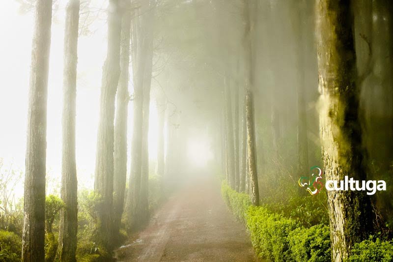 Tour guiado nos Açores Ilha de São Miguel