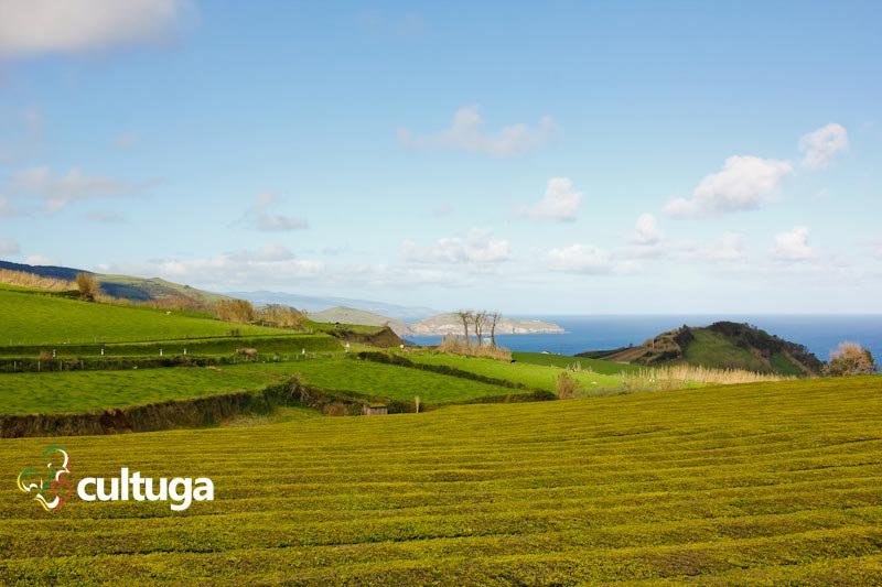 Açores: Plantação de Chá Gorreana