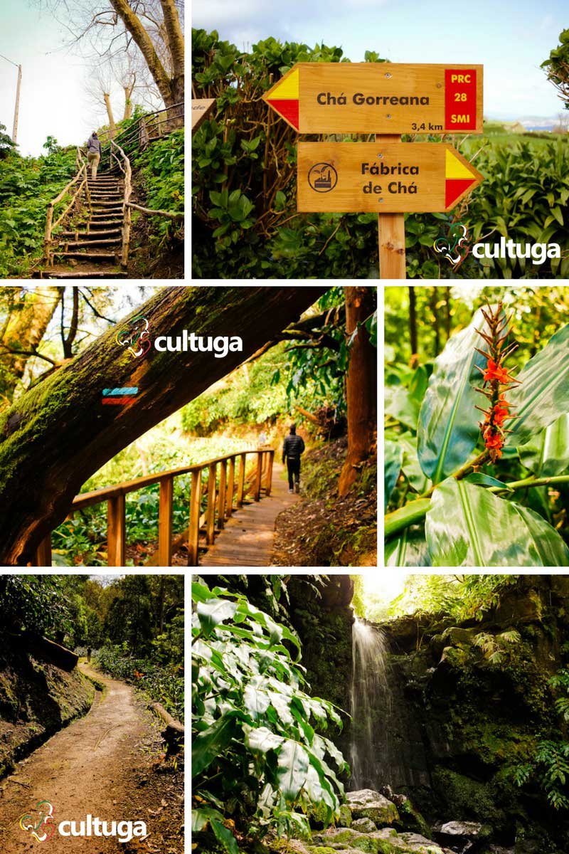 Açores Ilha de São Miguel: Plantação de Chá Gorreana