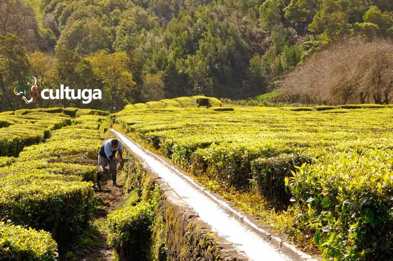 Açores: Plantação de Chá Gorreana