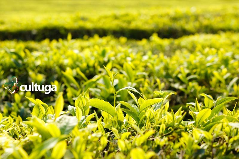 Açores: plantação de chá mais antiga da Europa