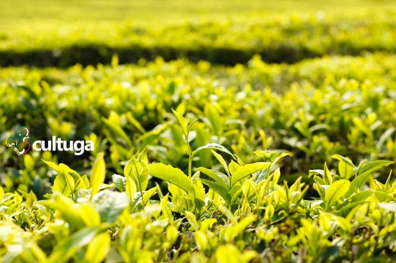 Açores: plantação de chá mais antiga da Europa Açores: plantação de chá mais antiga da Europa