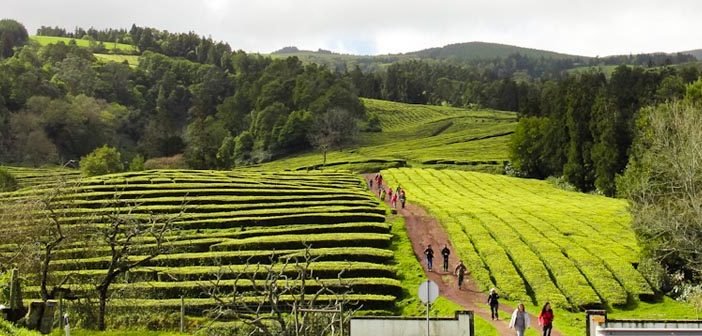 Açores: Plantação de Chá Gorreana