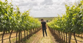 Ribafreixo: parada estratégica no Alentejo durante a sua viagem Vinhas da Ribafreixo Wines