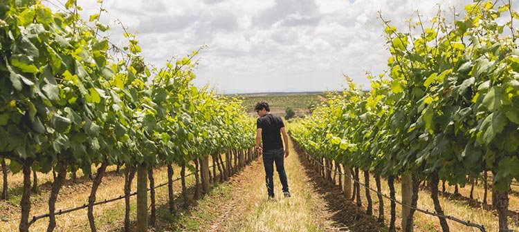 Ribafreixo: parada estratégica no Alentejo durante a sua viagem Vinhas da Ribafreixo Wines
