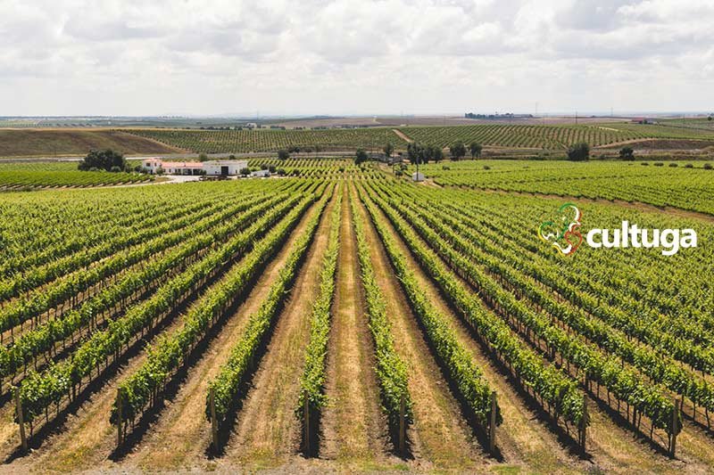Vinhas da Ribafreixo Wines