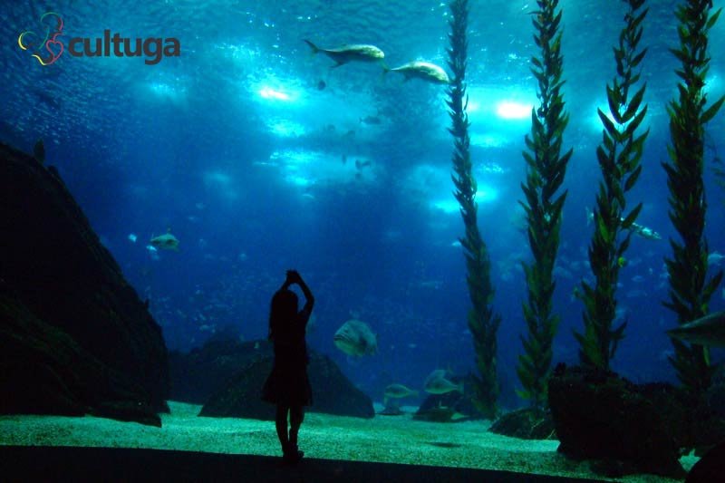 ponto turístico de Lisboa: Oceanário