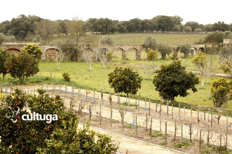 Plantações de uva na Adega Cartuxa, no Alentejo