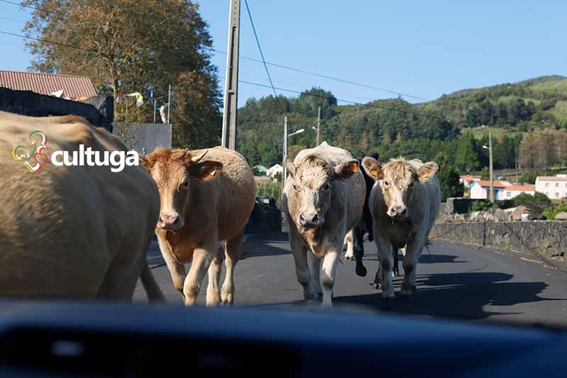 estradas na ilha de São Jorge açores