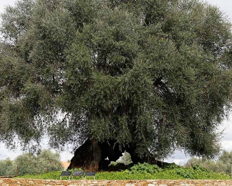 Conheça a árvore mais antiga de Portugal! árvore mais antiga de portugal
