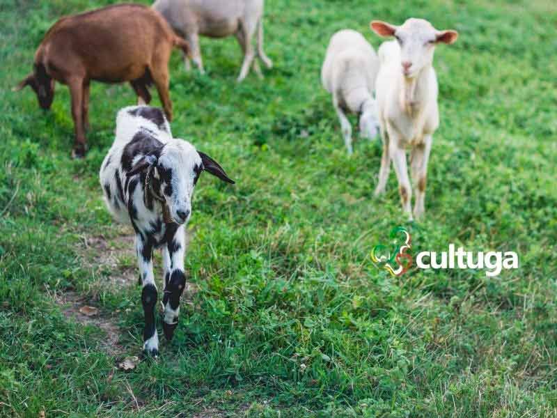 Origem nome Serra da Estrela