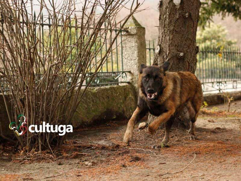 Cão da Serra da Estrela