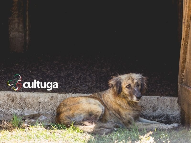 Cão da Serra da Estrela