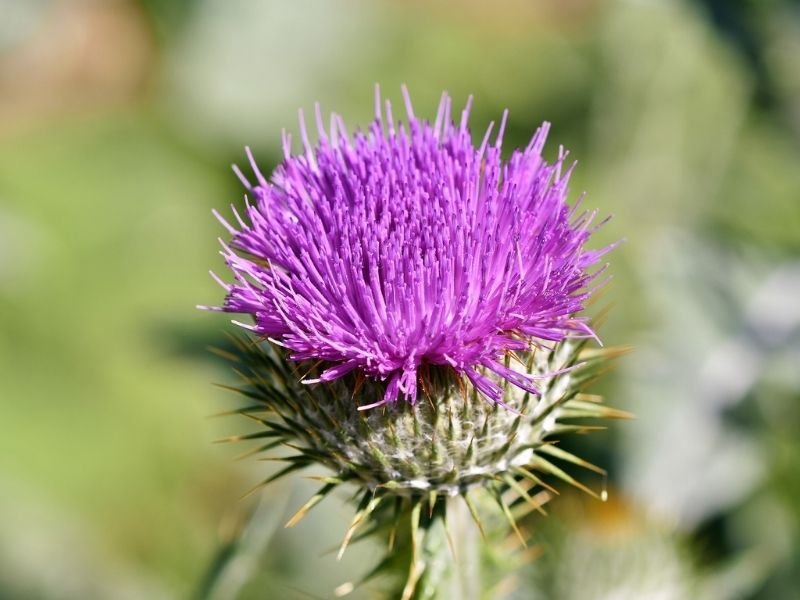 Flor de cardo