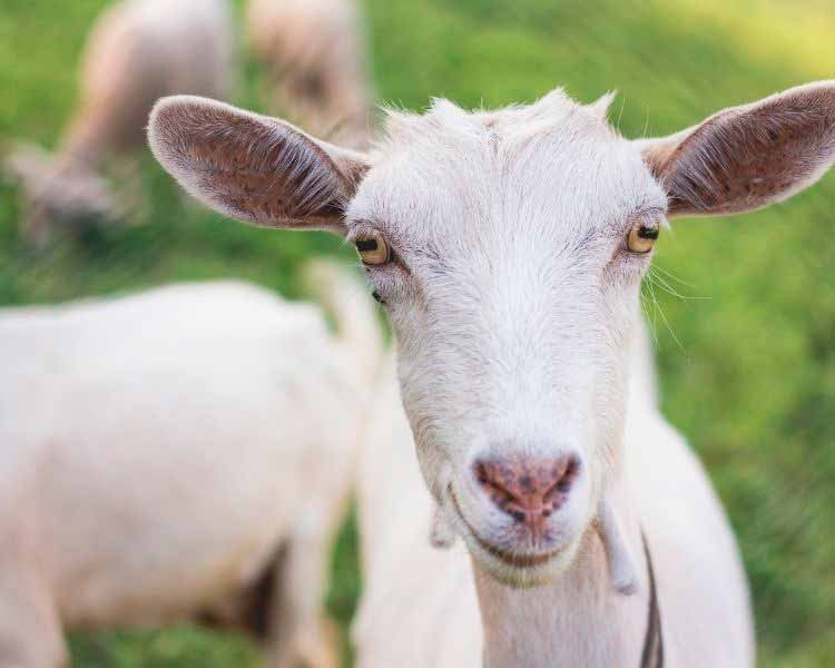Melhor época Serra da Estrela Portugal