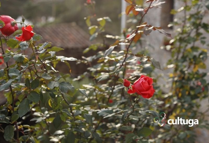 Aldeia Água Formosa Portugal